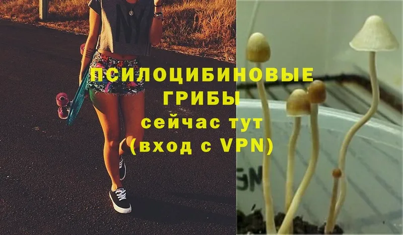 Галлюциногенные грибы Psilocybine cubensis  mega ссылка  Валуйки 